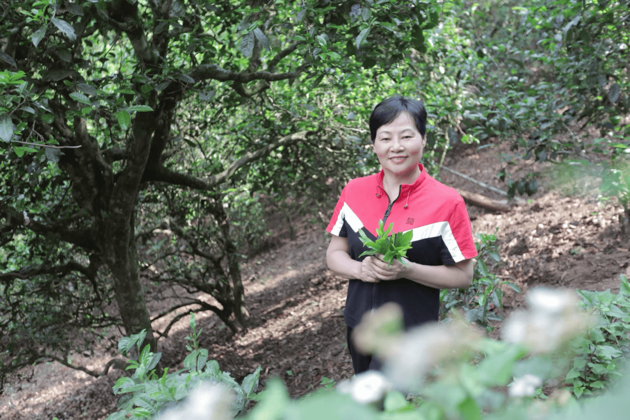 2024中国品牌节：茶文化盛宴，陆姑娘与业界大咖共筑辉煌